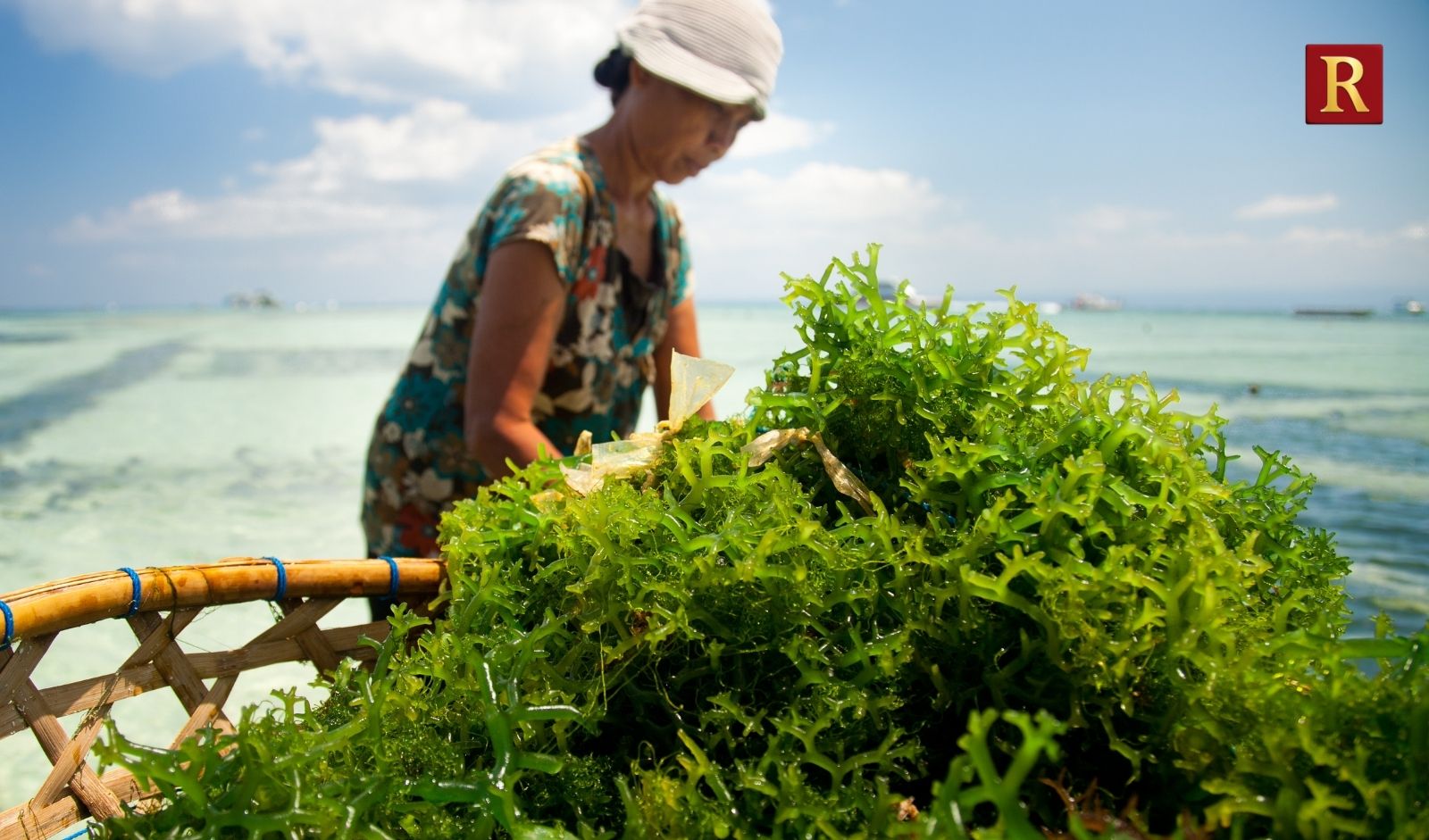 6 Most Common Varieties of Edible Seaweed: Ocean's Own Superfoods