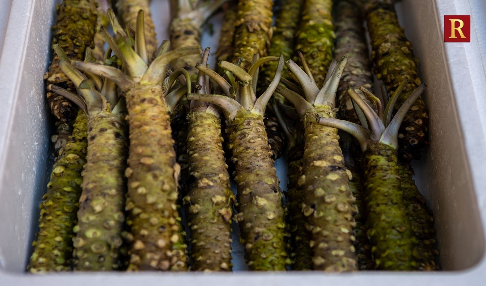 The Journey of Wasabi from Japanese Staple to Global Trend