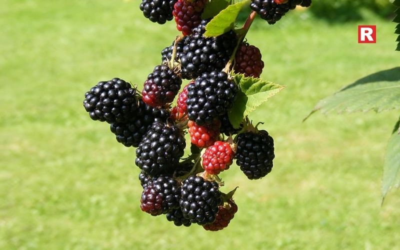 12. Mulberry (Shahtoot)