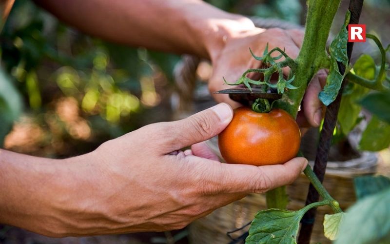 4. After Picking Fresh from the Stem