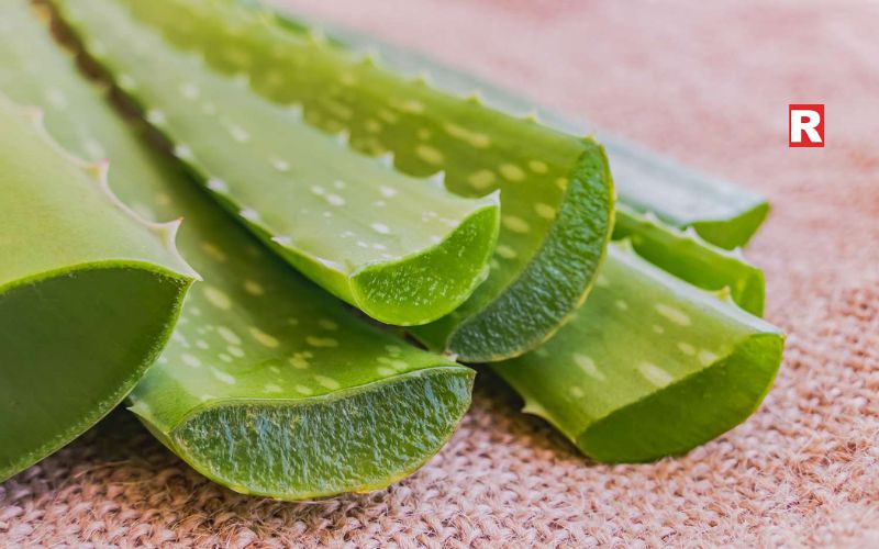 Aloe Vera: Cooling from Inside and Outside