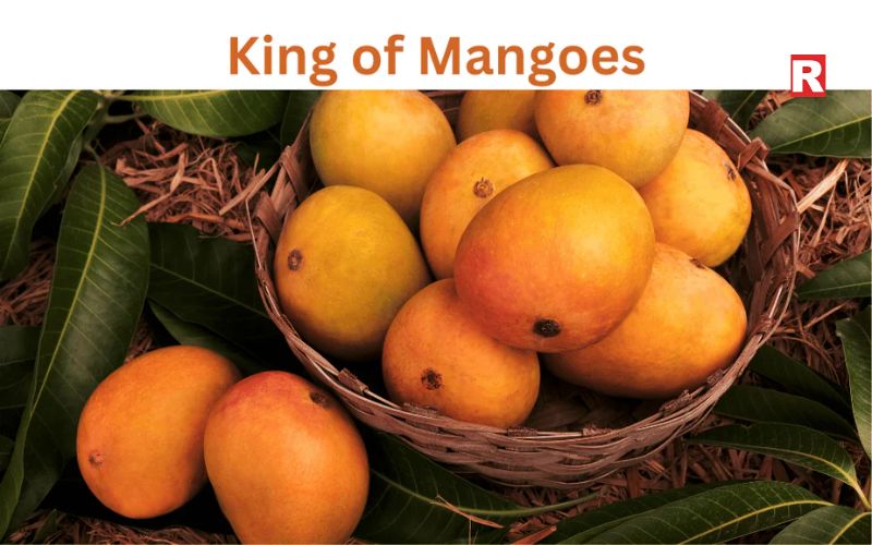 Alphonso Mango – The King of Mangoes