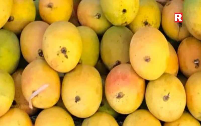 Alphonso Mango: Premium Fruit with High Brix