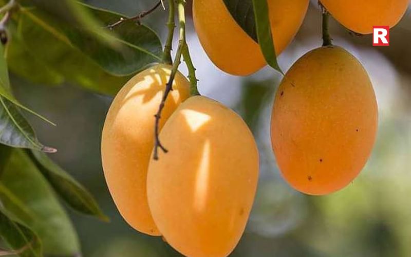 Amrapali Mango – The Modern Hybrid