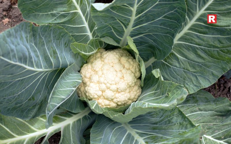 Cauliflower (Phool Gobi)