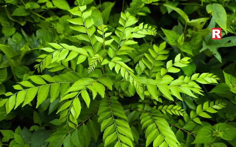 Curry Leaves: Small Leaves, Big Benefits