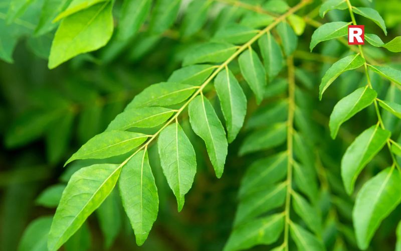 Curry Leaves from Tamil Nadu