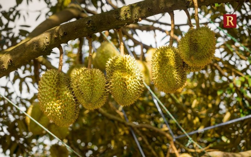 Durian: A Powerful Smell With a Different Eating Experience