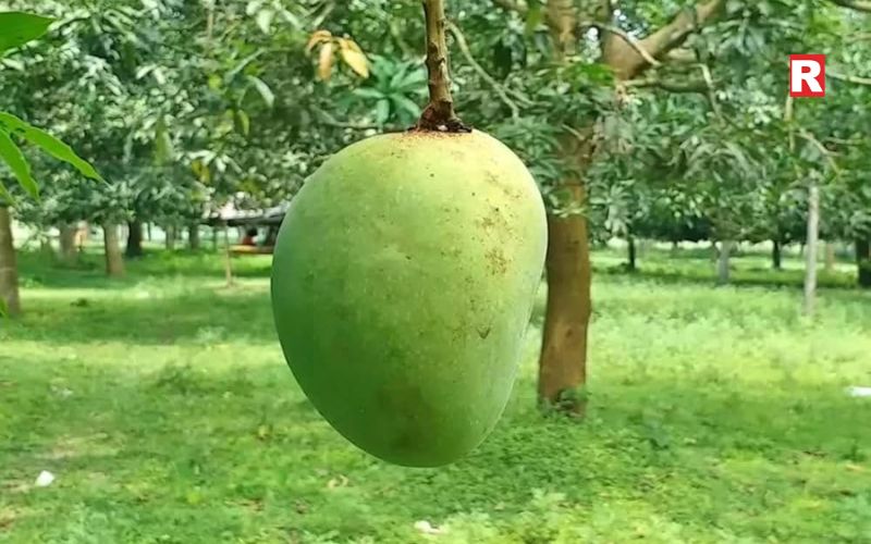 Fazli Mango – The Giant Mango