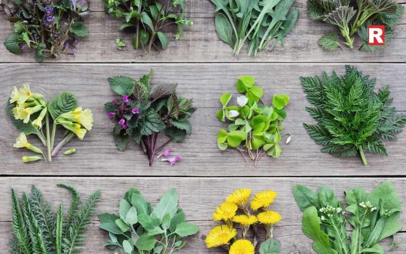 Forest Greens and Foraged Herbs