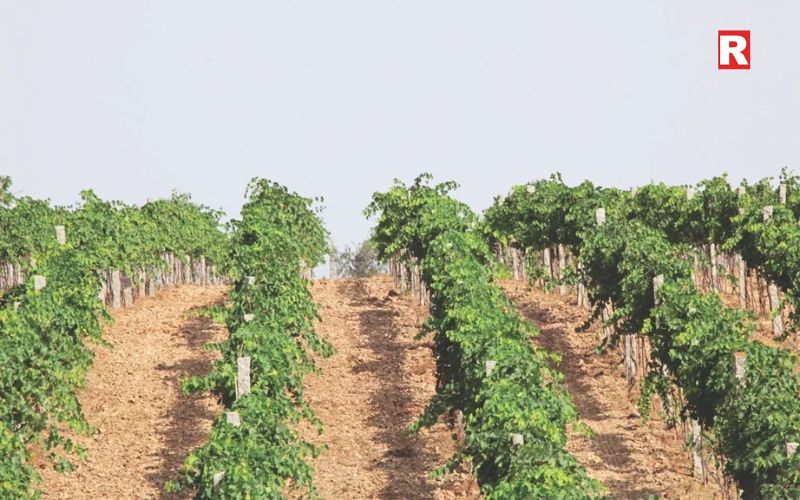 Hampi Is Adding Heritage to Wine Travel for wine tourism