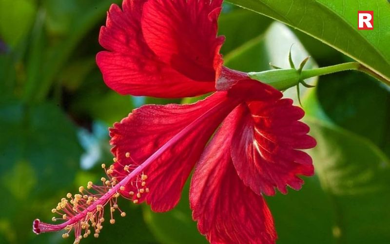 Hibiscus (Gudhal)