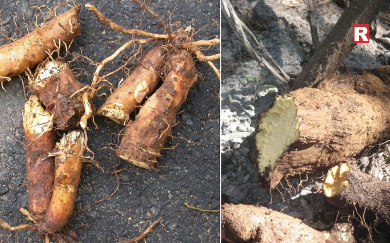 Indigenous Tubers