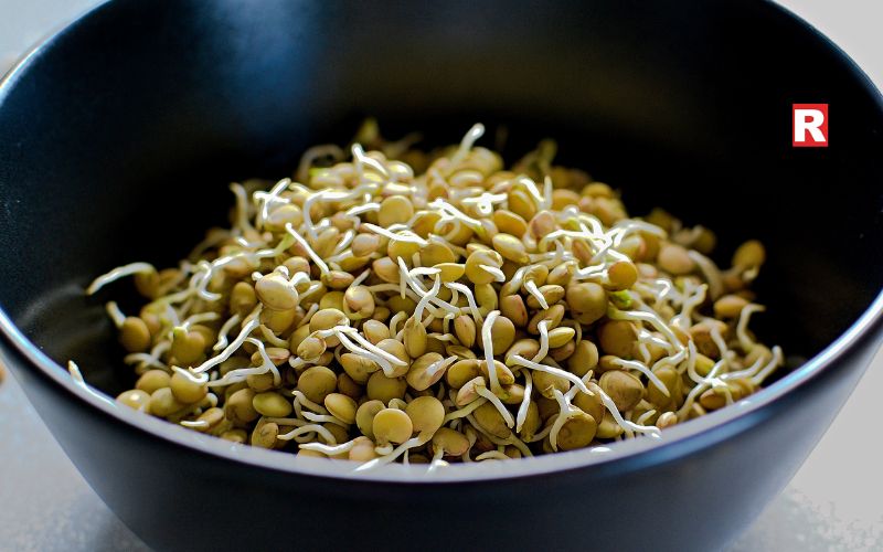 Lentil Sprouts