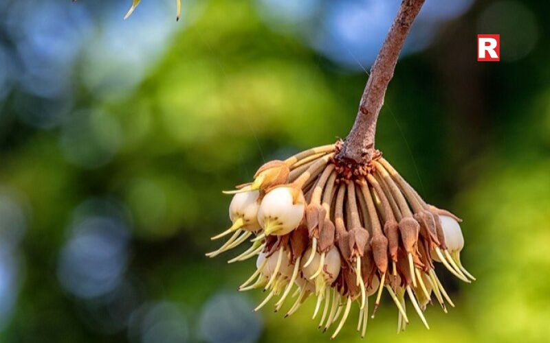Mahua Flower from Central India