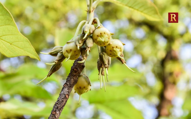 Mahua Flowers