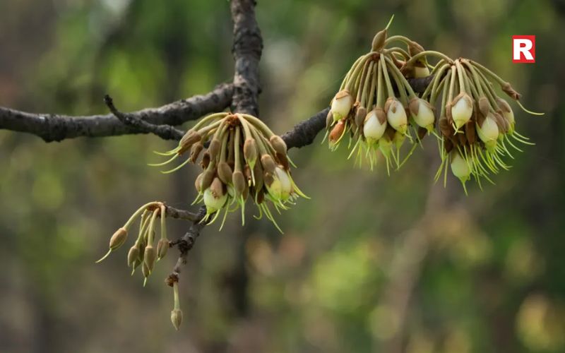 Mahua Flowers