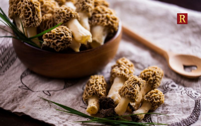 Morel Mushrooms