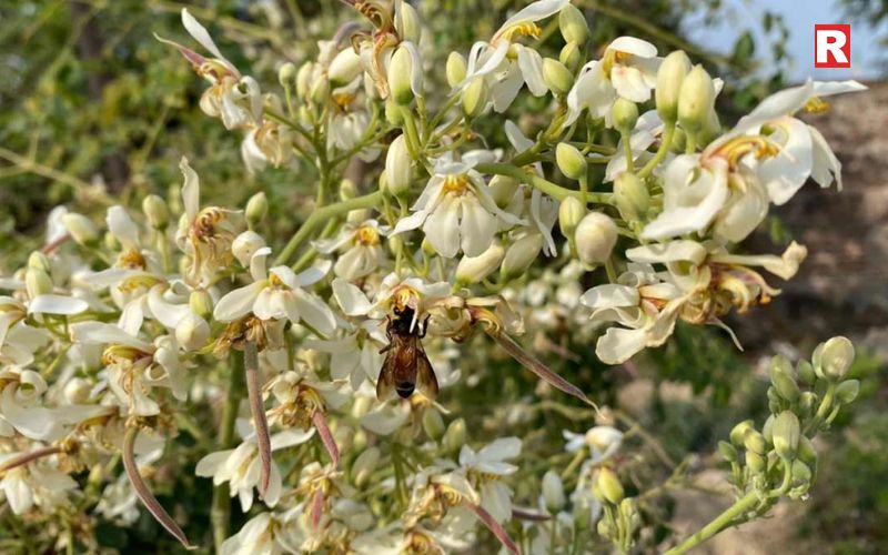 Moringa Flower (Sahjan ke Phool)