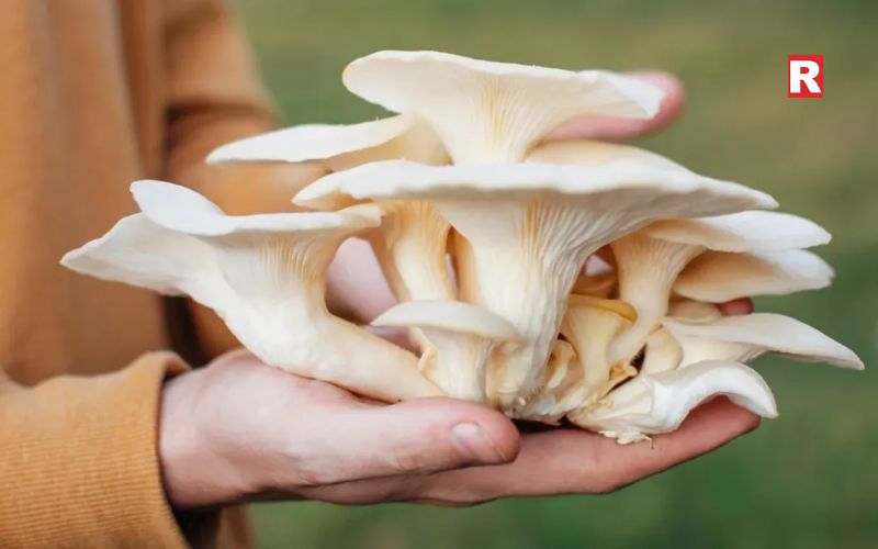 Oyster Mushroom