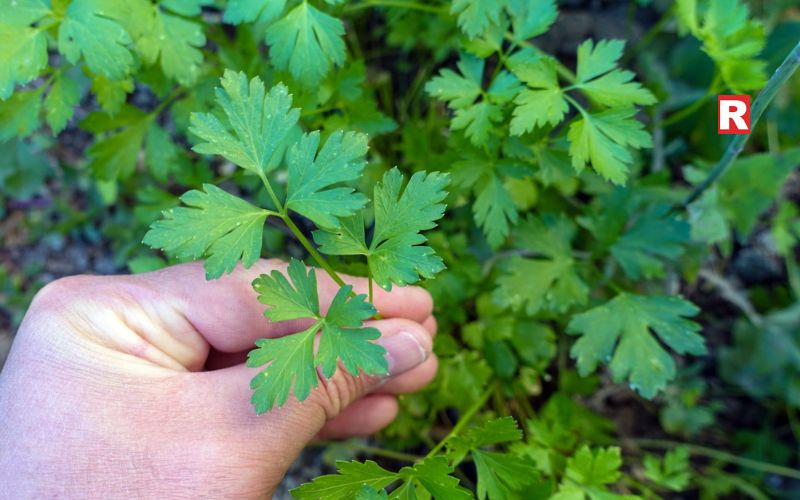 Parsley: A Modern Herb with Strong Benefits