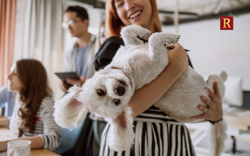 Pet-Friendly and Cat Cafés