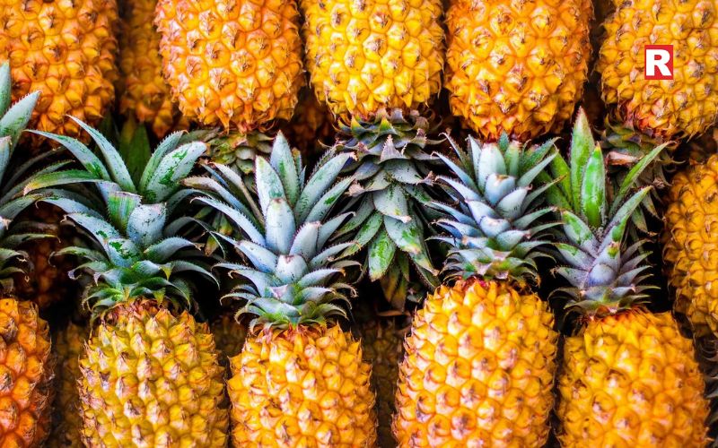 Pineapple: The Tropical Bridge
