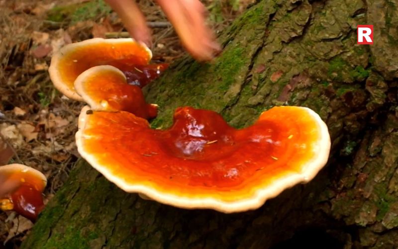 Reishi Mushroom