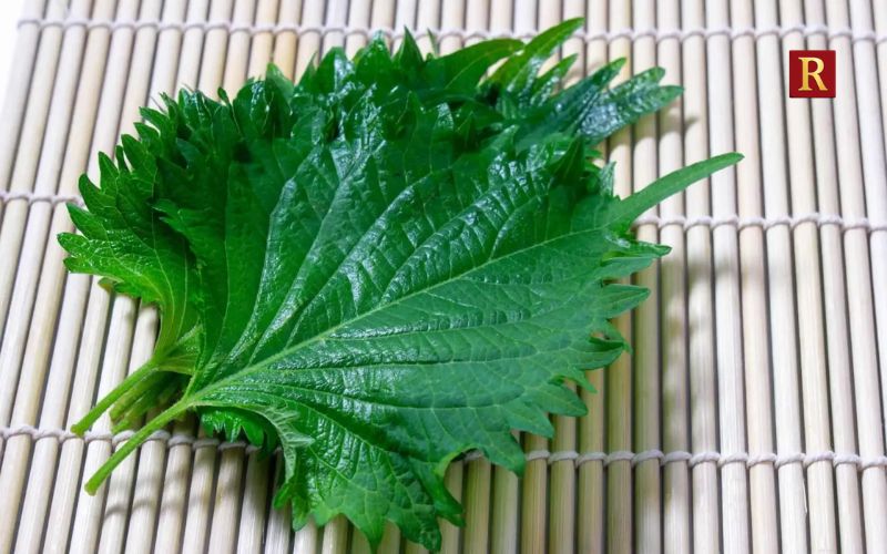 Shiso: The Herb That Could Move Beyond Japanese Restaurants