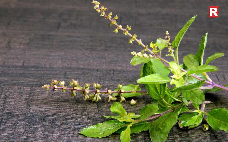 Tulsi: The Everyday Immunity Booster