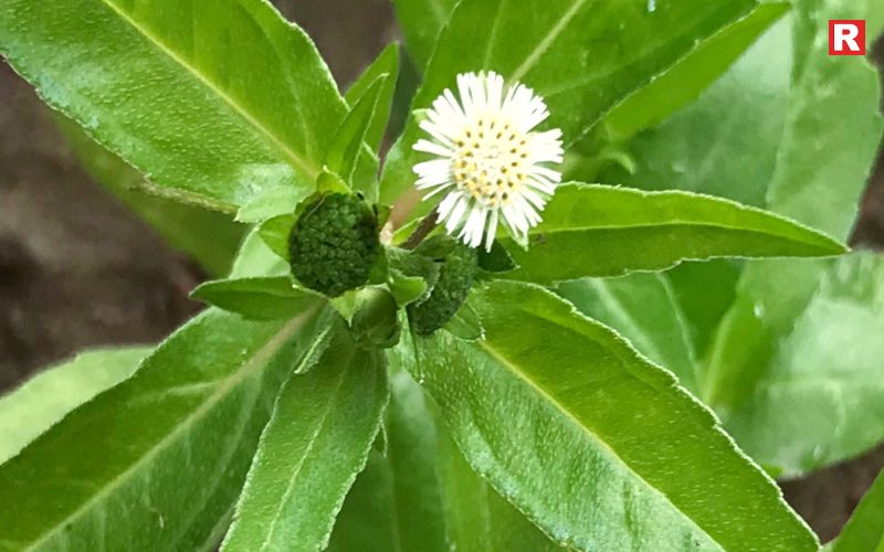 What is Bhringraj?