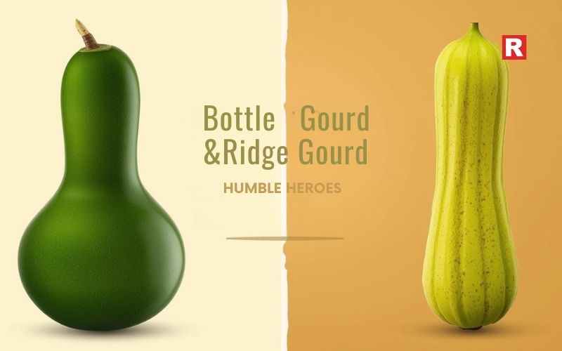 4. Bottle Gourd (Lauki) & Ridge Gourd (Turai): Humble Heroes